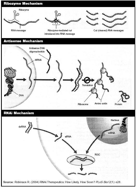 Antisense Rna Technology