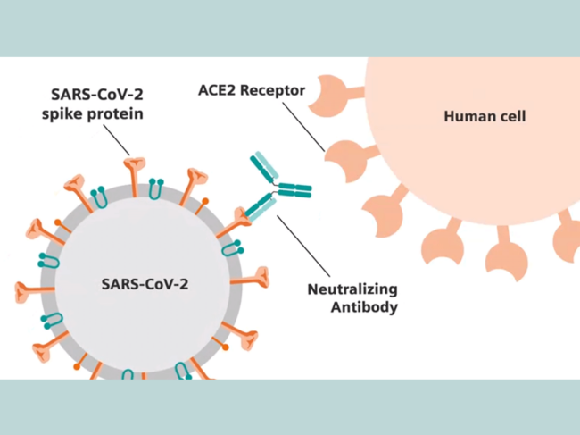 SARS-CoV-2, neutralizing antibody diagram