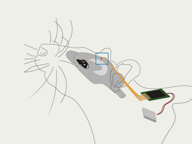 Illustration of mouse with chip implant