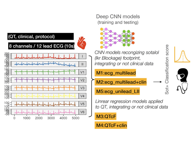 Illustration of ECG use (multilead and unilead) in training and testing the deep CNN models up to the prediction of a risk score and evaluation by the physician. 