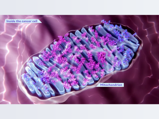 Illustration of mitochondrion inside the cancer cell