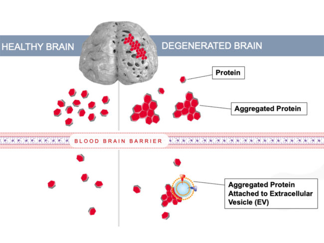 Blood Brain Barrier Visual