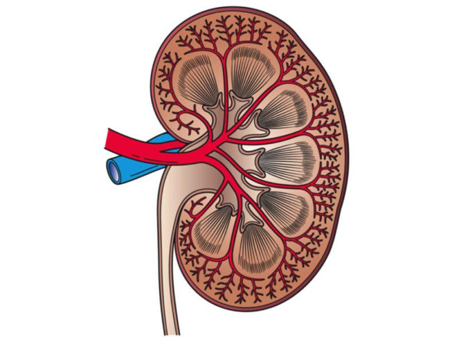 SDMA kidney