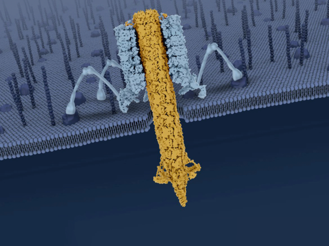 Structure of pyocin R2