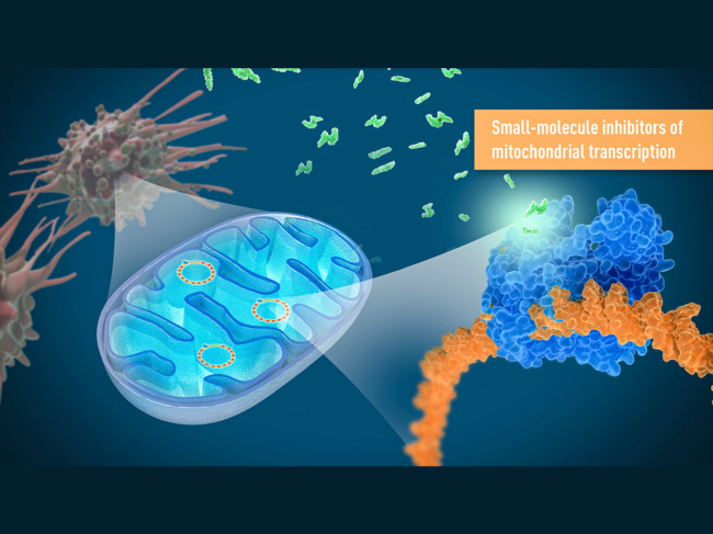 Illustration of mtDNA