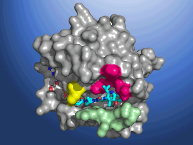 Structural map of KRAS(G12C)