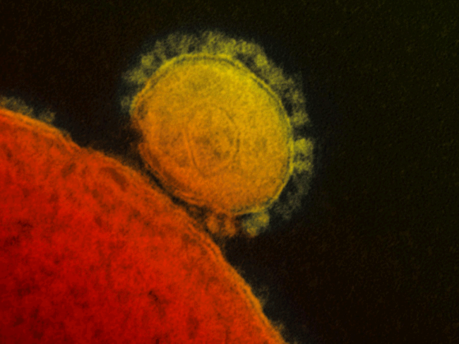 Coronaviruses-1-21.png