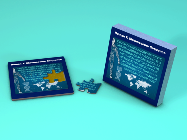 Human X Chromosome Sequence puzzle