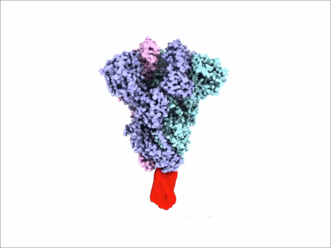 Model of clamped vaccine antigen