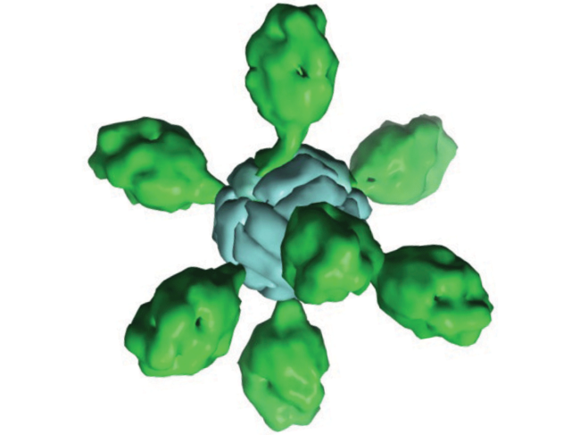 Structure of the engineered pre-F