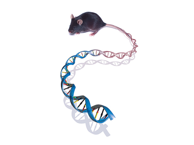 Mouse DNA illustration