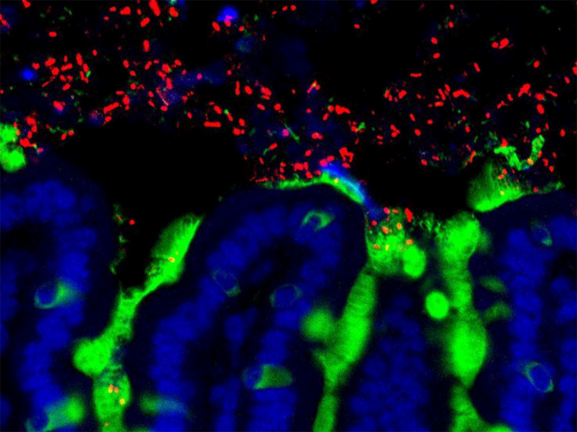 Bacteria in mouse small intestine