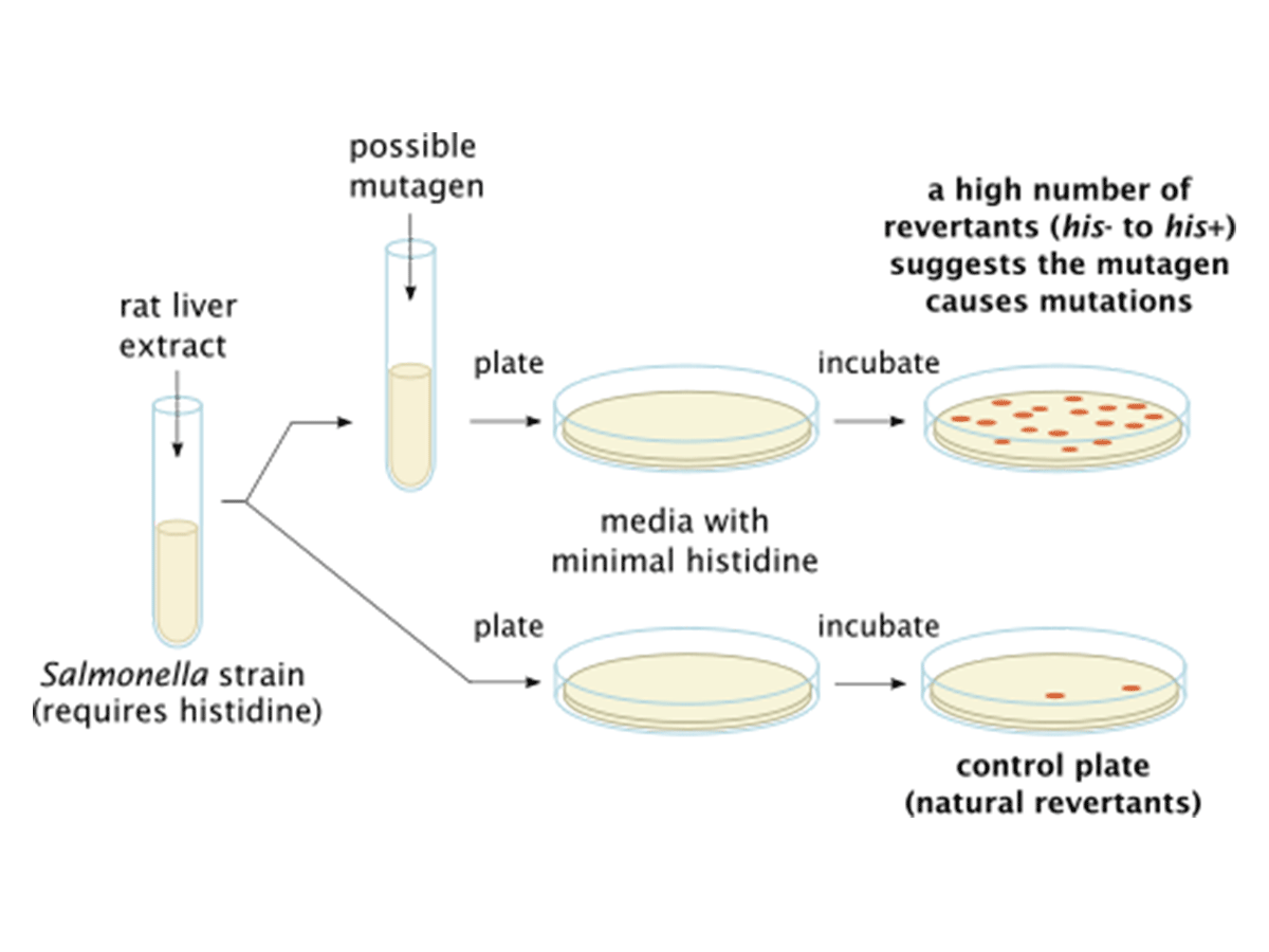 Carcinogens Need Not Be Mutagens 2020 09 29 Bioworld