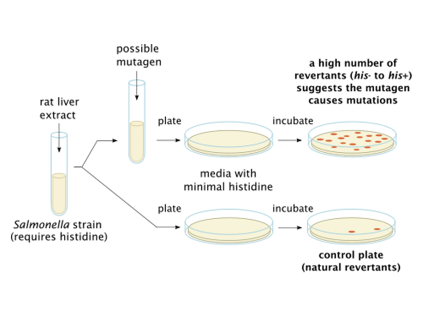 Carcinogens Need Not Be Mutagens 2020 09 29 Bioworld