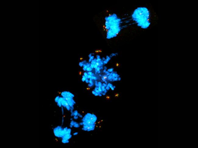 Cancer cell DNA