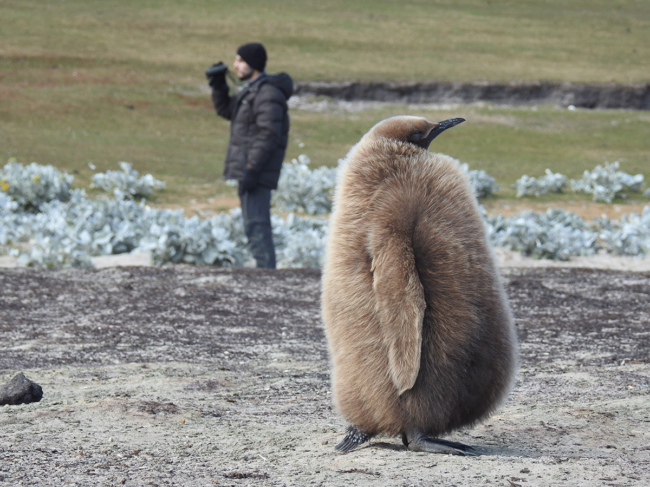 Juvenile king penguin