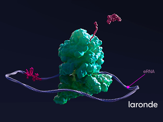 Endless RNA (eRNA) illustration