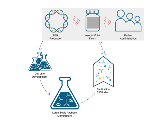 DNA-based antibody delivery graphic