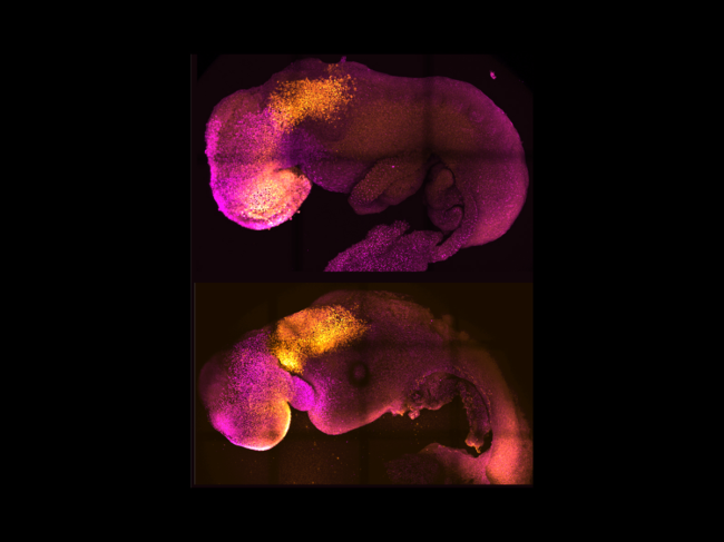 Natural and synthetic embryos 