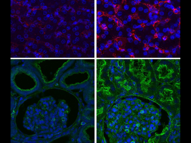 Pig organ cells