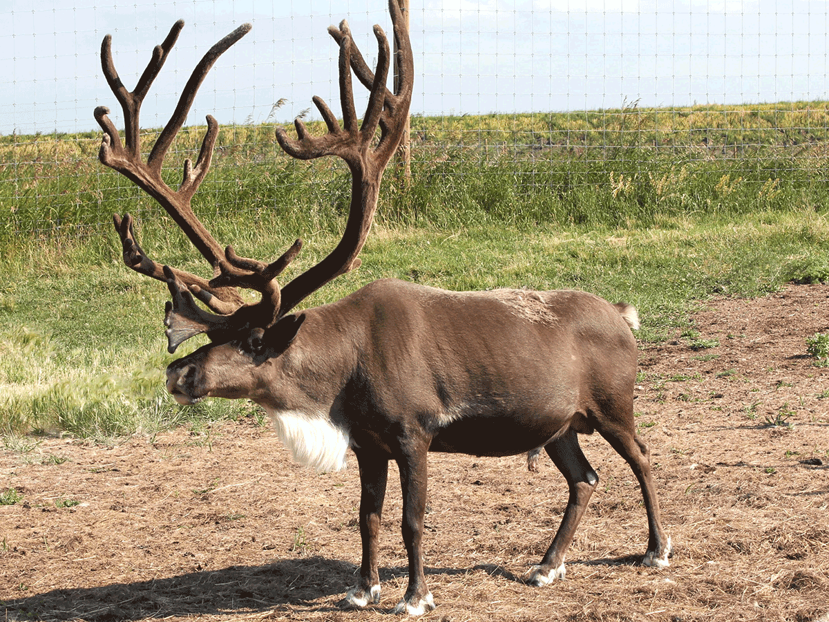 Reindeer and horses and bears, oh my! | BioWorld