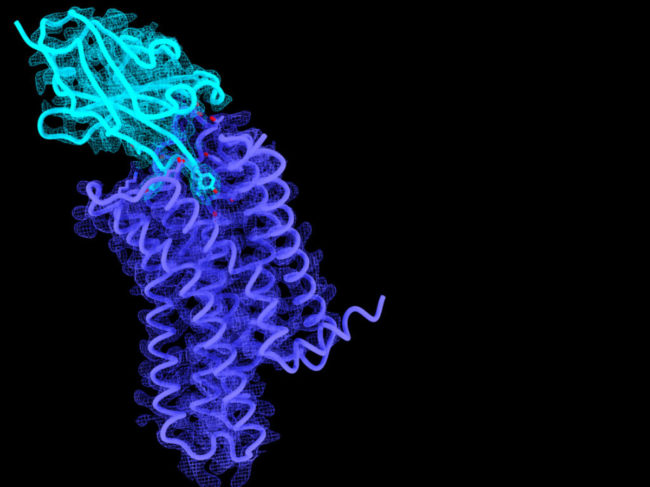 Antibodies (light blue) and G protein-coupled receptors (purple)