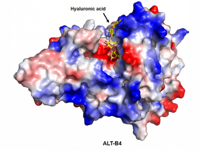 Rendering of Alteogen’s ALT-B4 