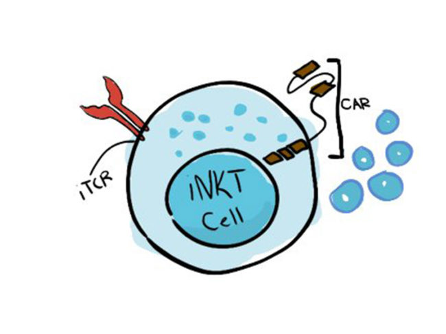 Rendering of iNKT cell