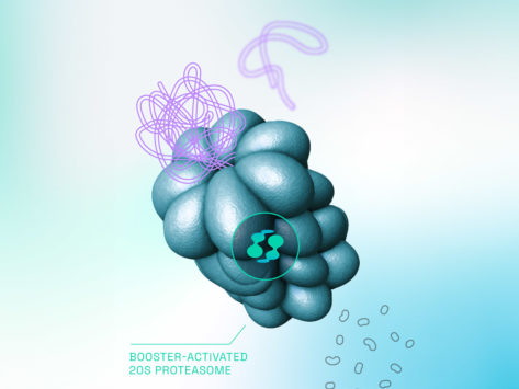 Illustration of 20S proteasome activation