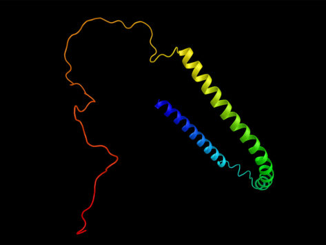 3D structure model of α-synuclein