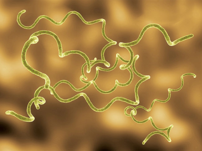 Illustration of Borrelia burgdorferi bacteria