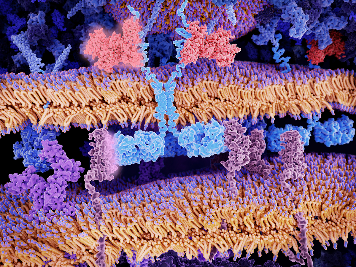 CD19 binding 