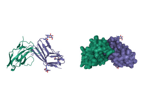 Cd47 sirp alpha