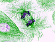 Chromosomes (purple) being pulled apart during cell division. 