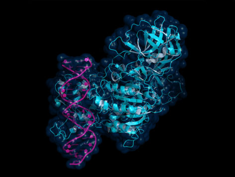 Model showing DNA methyltransferase (DNMT3) bound to DNA