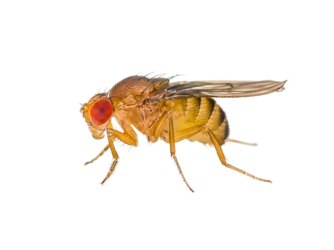 Drosophila fruit fly