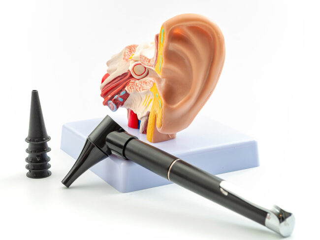 Anatomical model of the ear next to an otoscope