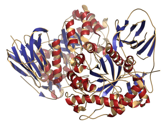 Glucocerebrosidase enzyme structure rendering