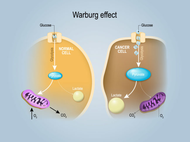 Illustration demonstrating the Warburg effect