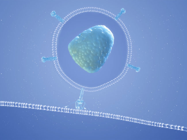 Illustration of HIV cell entry