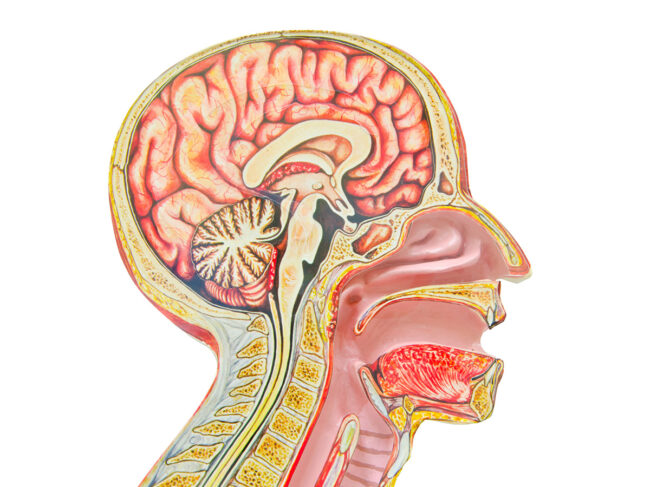 Head and neck anatomy