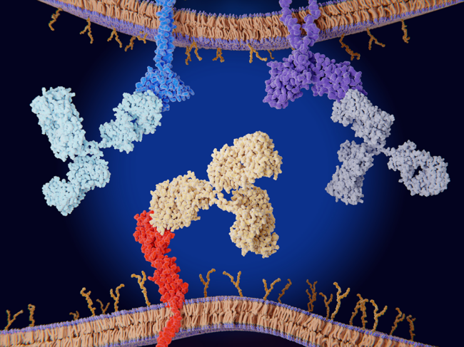 Immune checkpoint inhibitors illustration of PD-1, CTLA-4 and PD-L1.