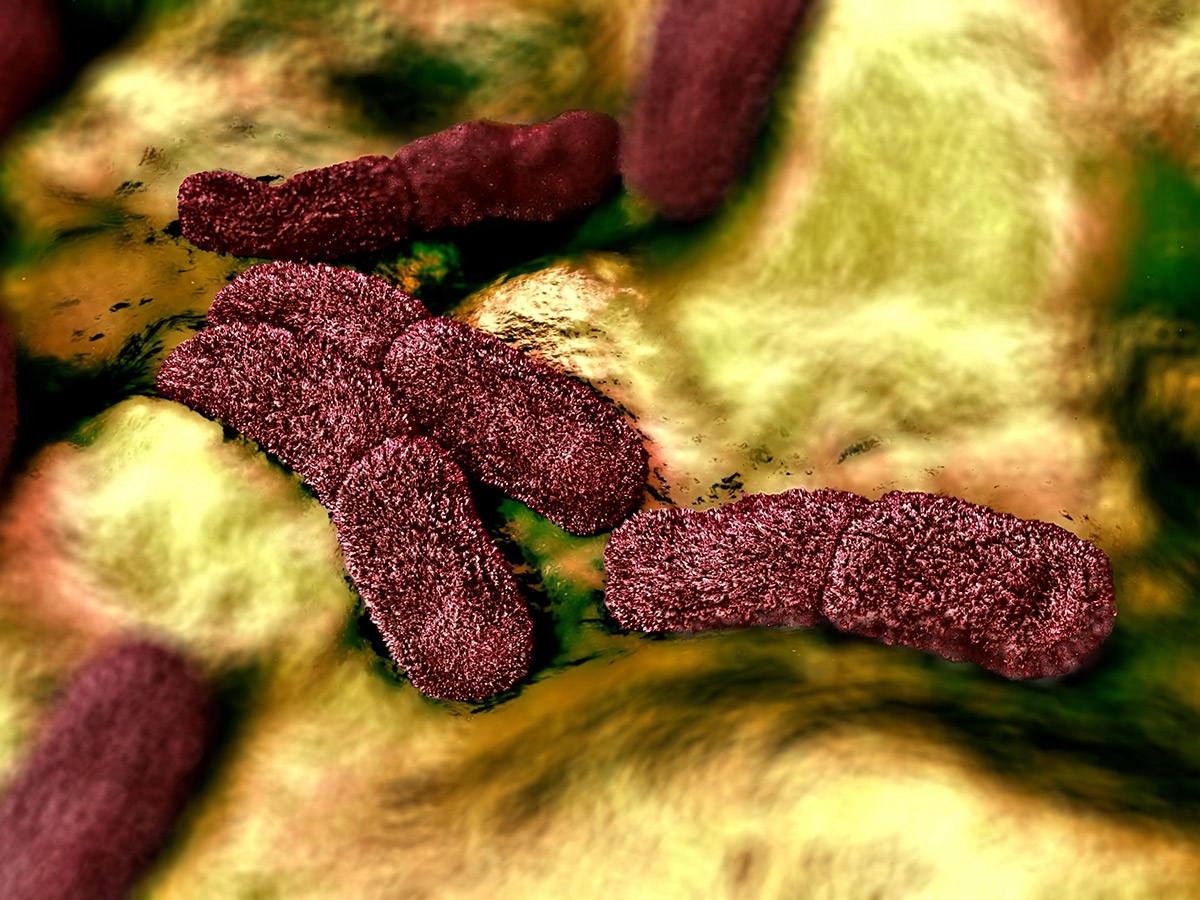 pneumonic plague bacteria