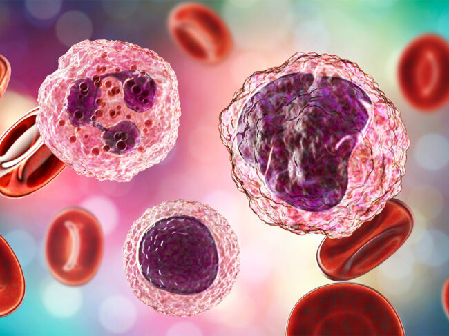 3D illustration of monocyte, lymphocyte and neutrophil surrounded by red blood cells