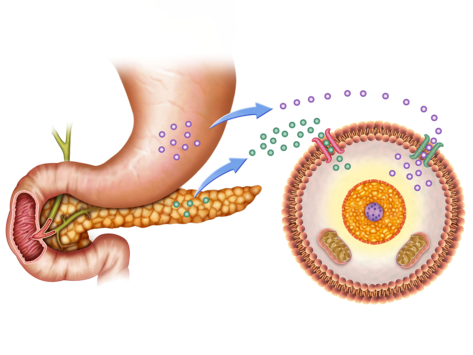 Diagram of how cells take up glucose from the stomach and insulin from the pancreas