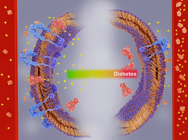 Illustration of insulin receptors not responding properly to insulin binding