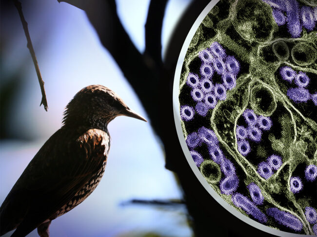 Photo of bird, H5N1 virus