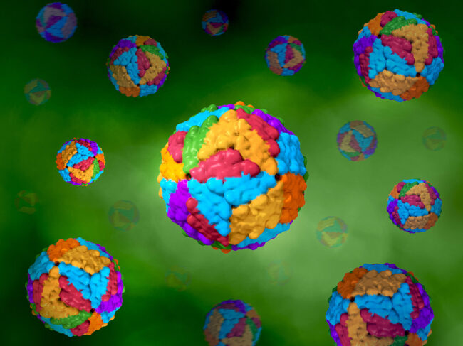 Structural model of dengue virus.