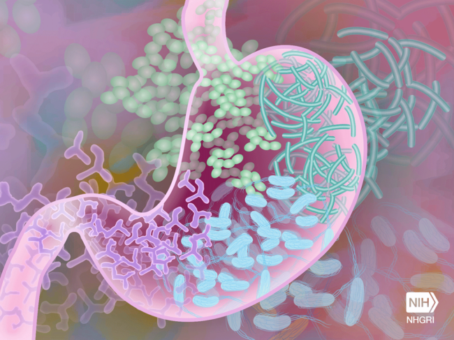 Illustration of stomach, beneficial gut bacteria.