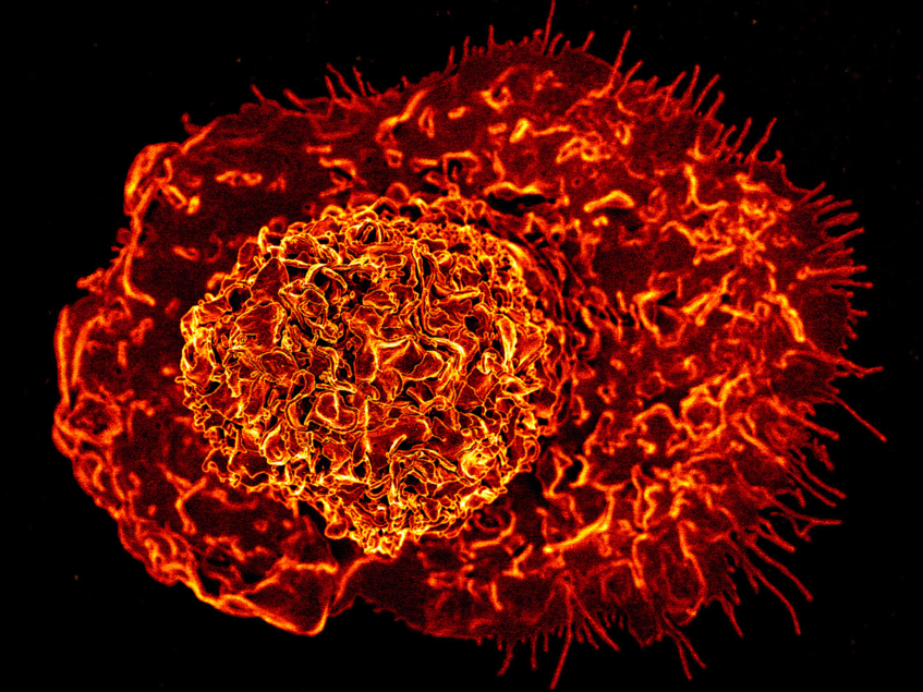 Ono and enter macrophagetargeting antibody drug discovery